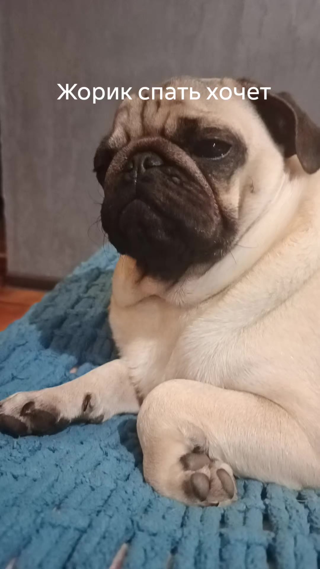 @мопс жора🐾