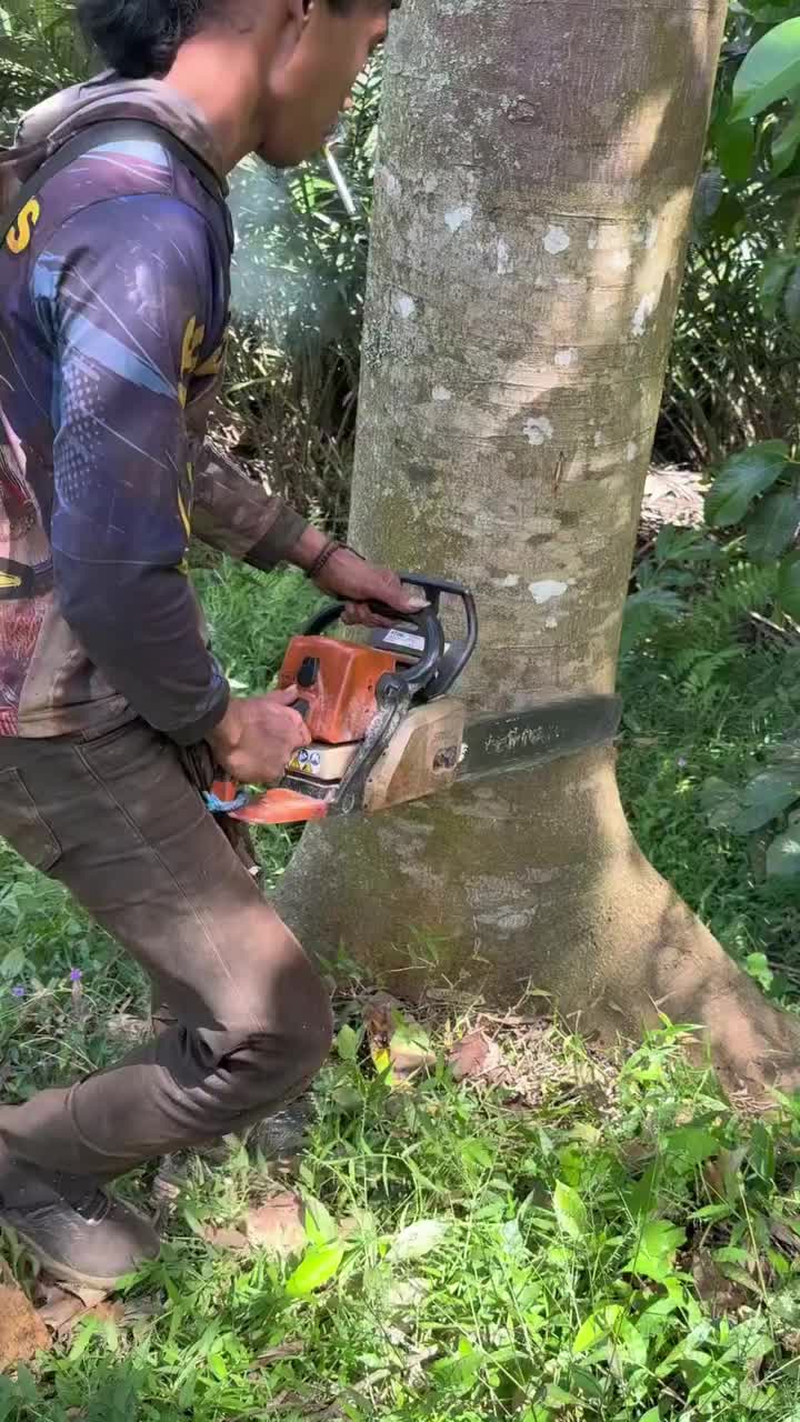 @Alex Tree Climber 👷 🇺🇸