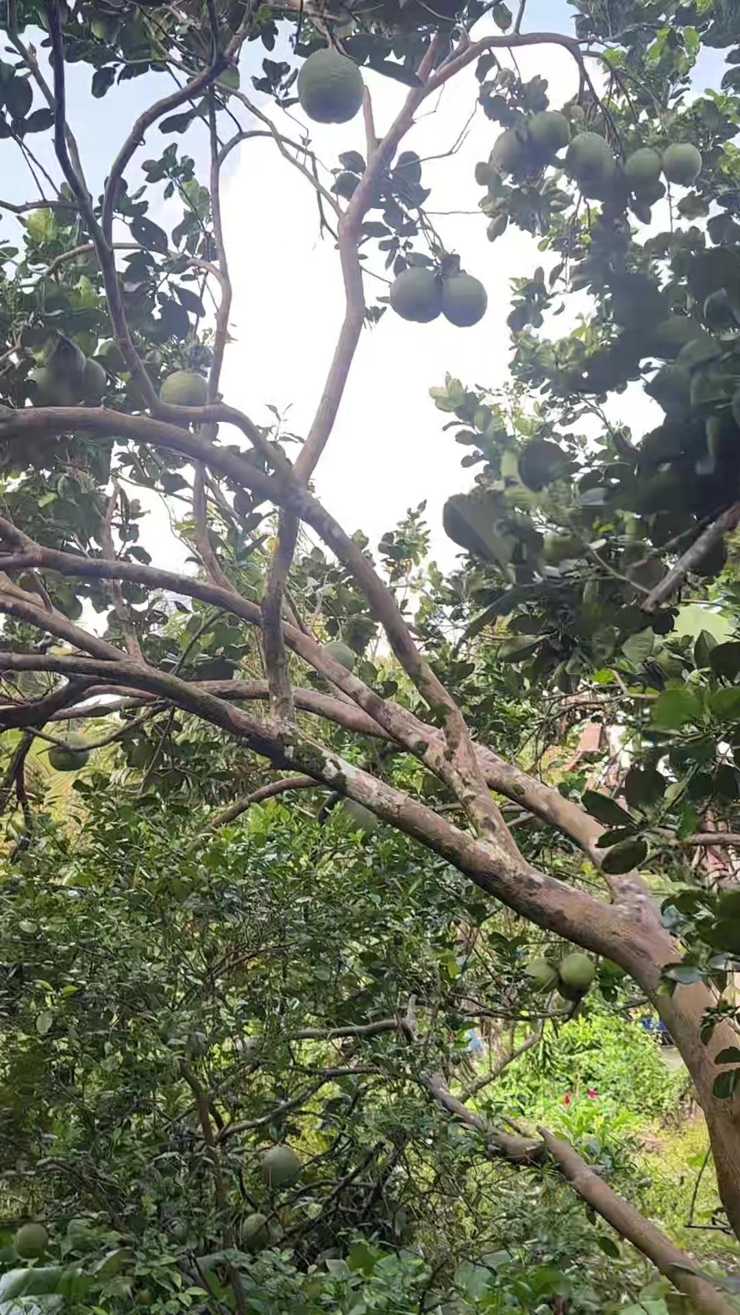 @Bàn tay nhỏ 63B3