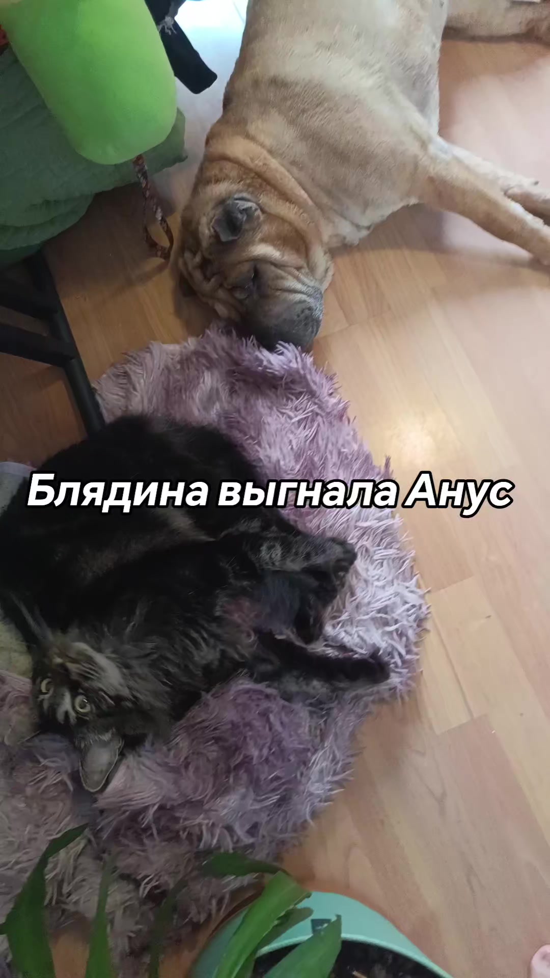 @amusleninblyadina