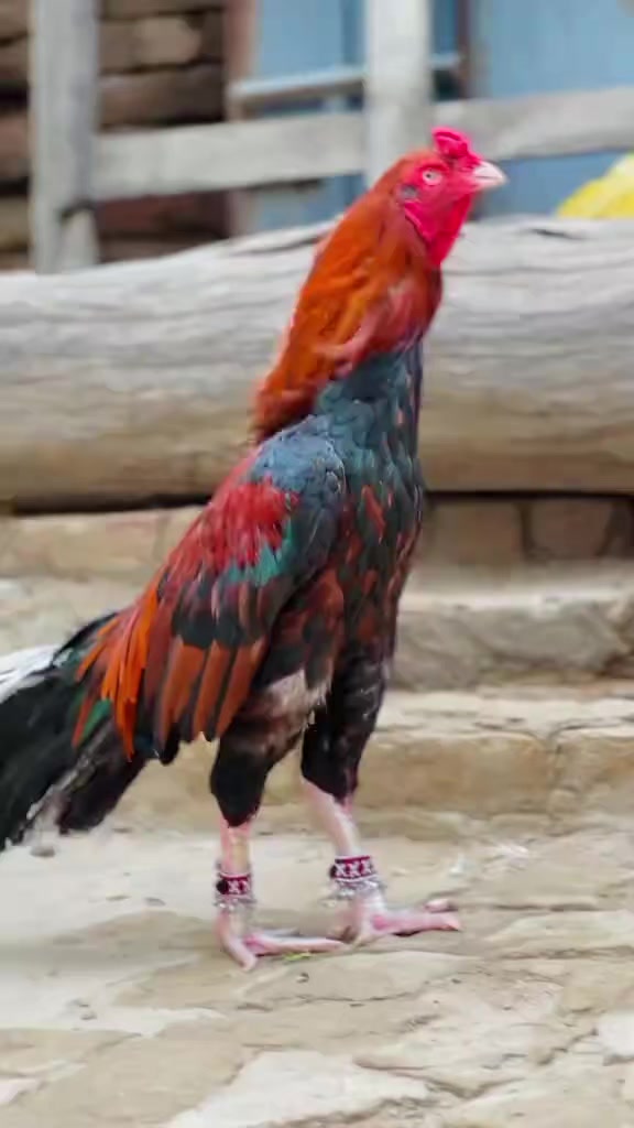 @🐓 ASEEL SHOK 🐓
