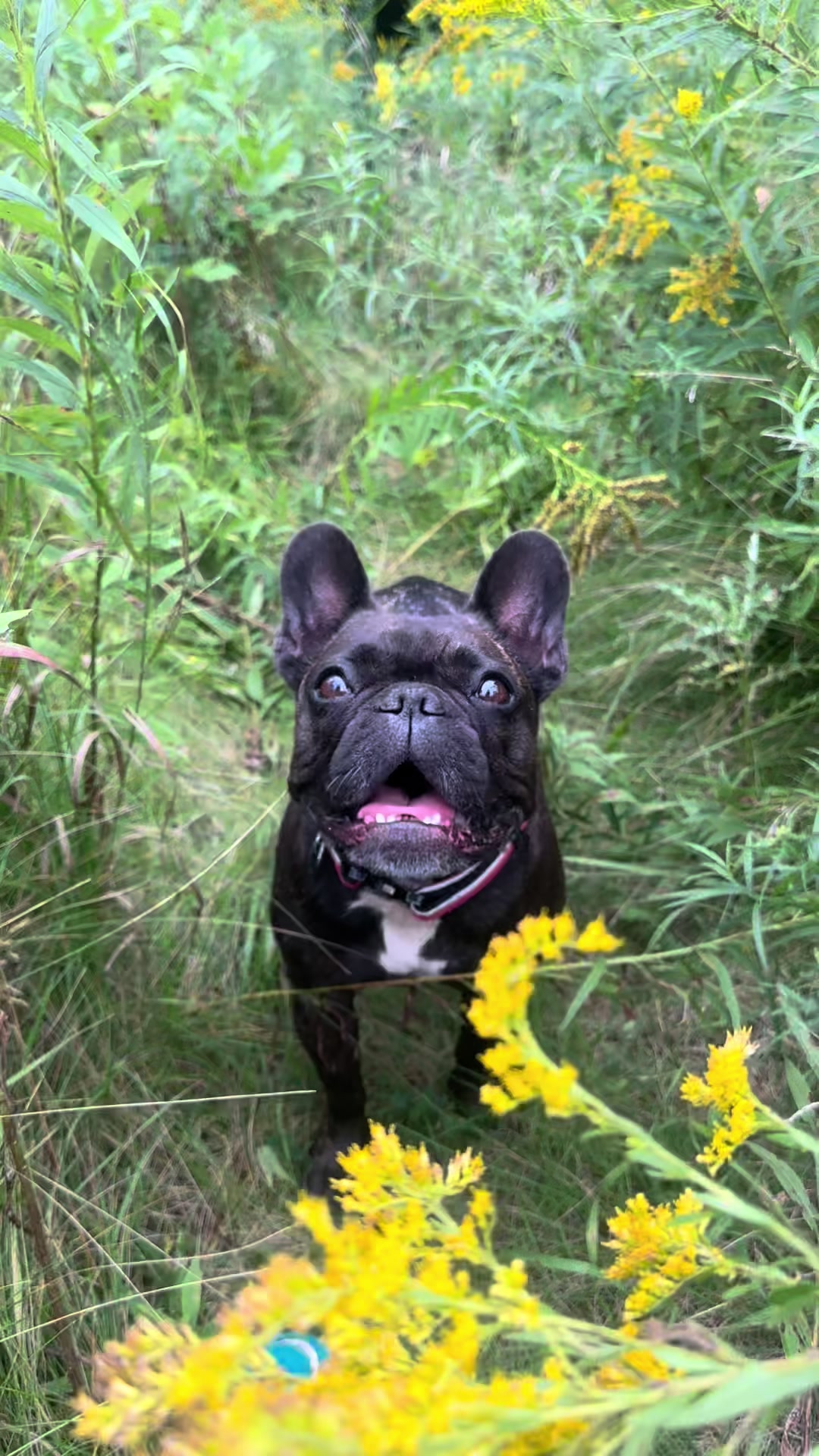 @Lucy the Frenchie