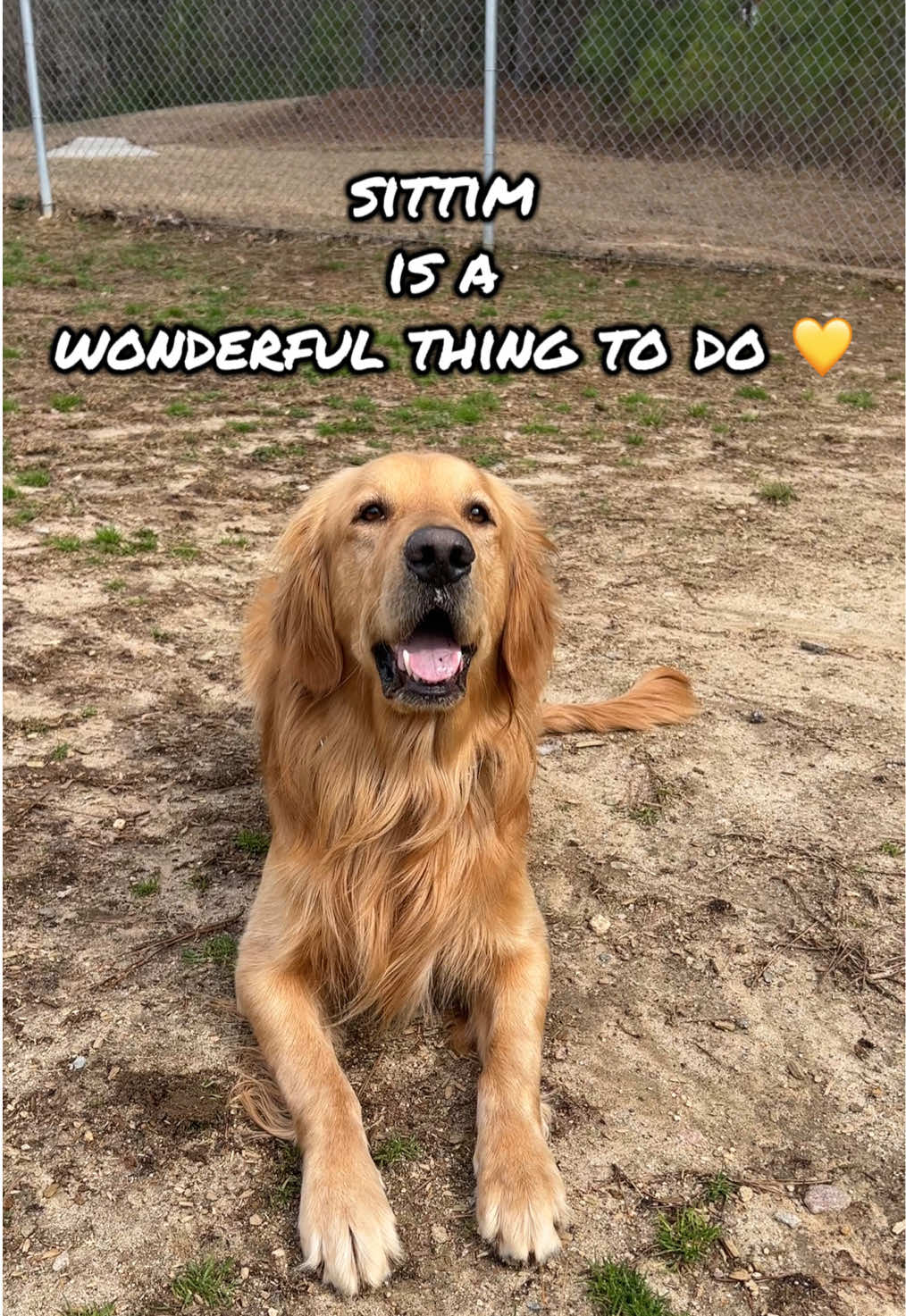 @goldenboytofu