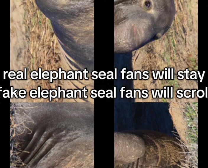 @sealotter_folk