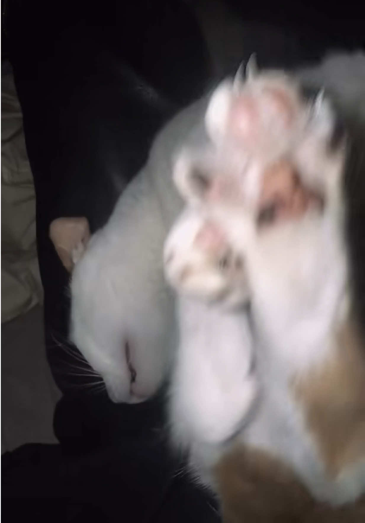 @oopygooper