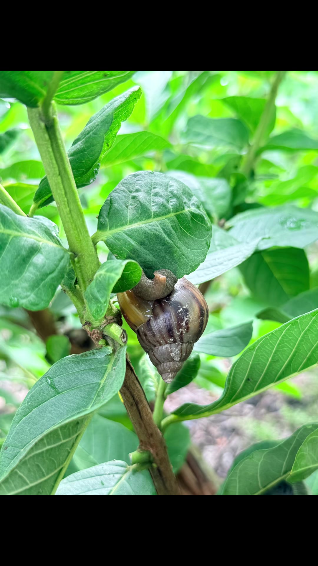 @滿幸福果園