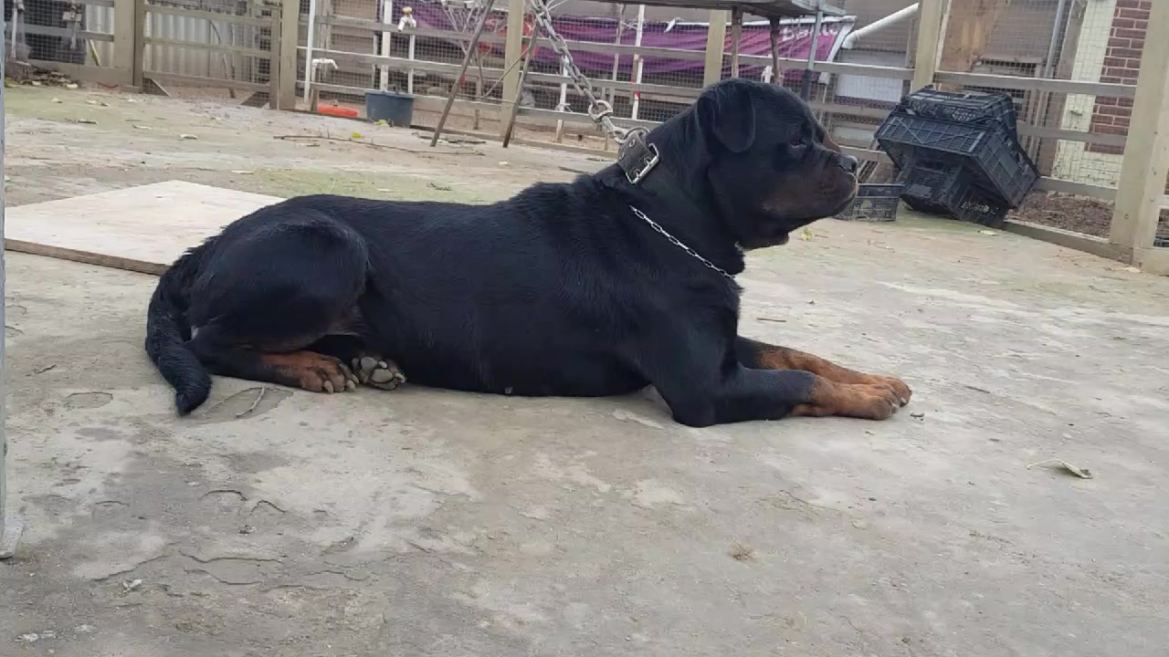 @RottweilerBaku