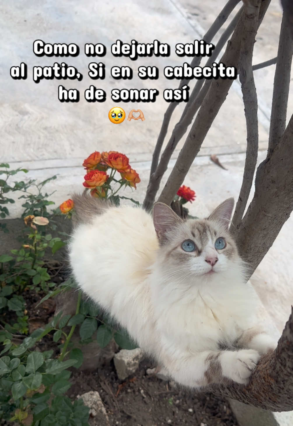 @🌙Mariana De la Noche✨