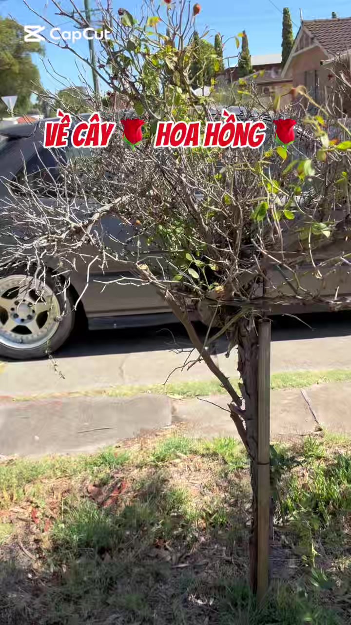 @nganluongdaypiano