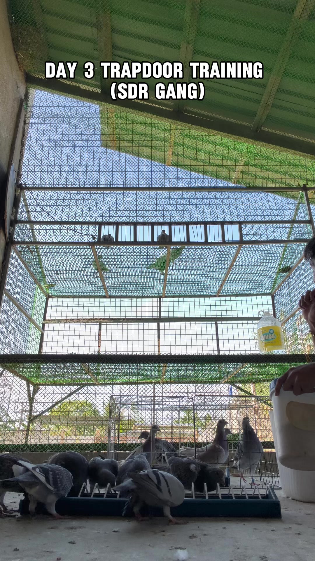 @JustUwa Aviary