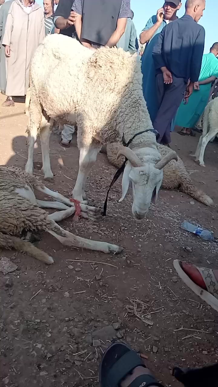 @عبد المجيد هرقوم