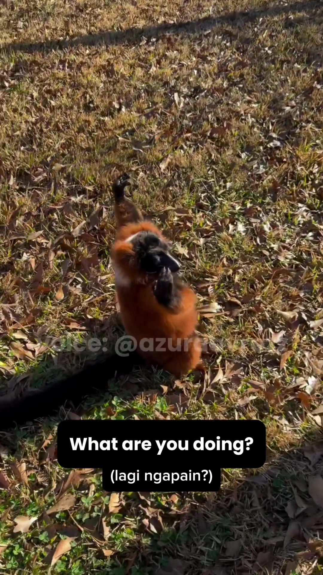@AzuraaVrozz 侍