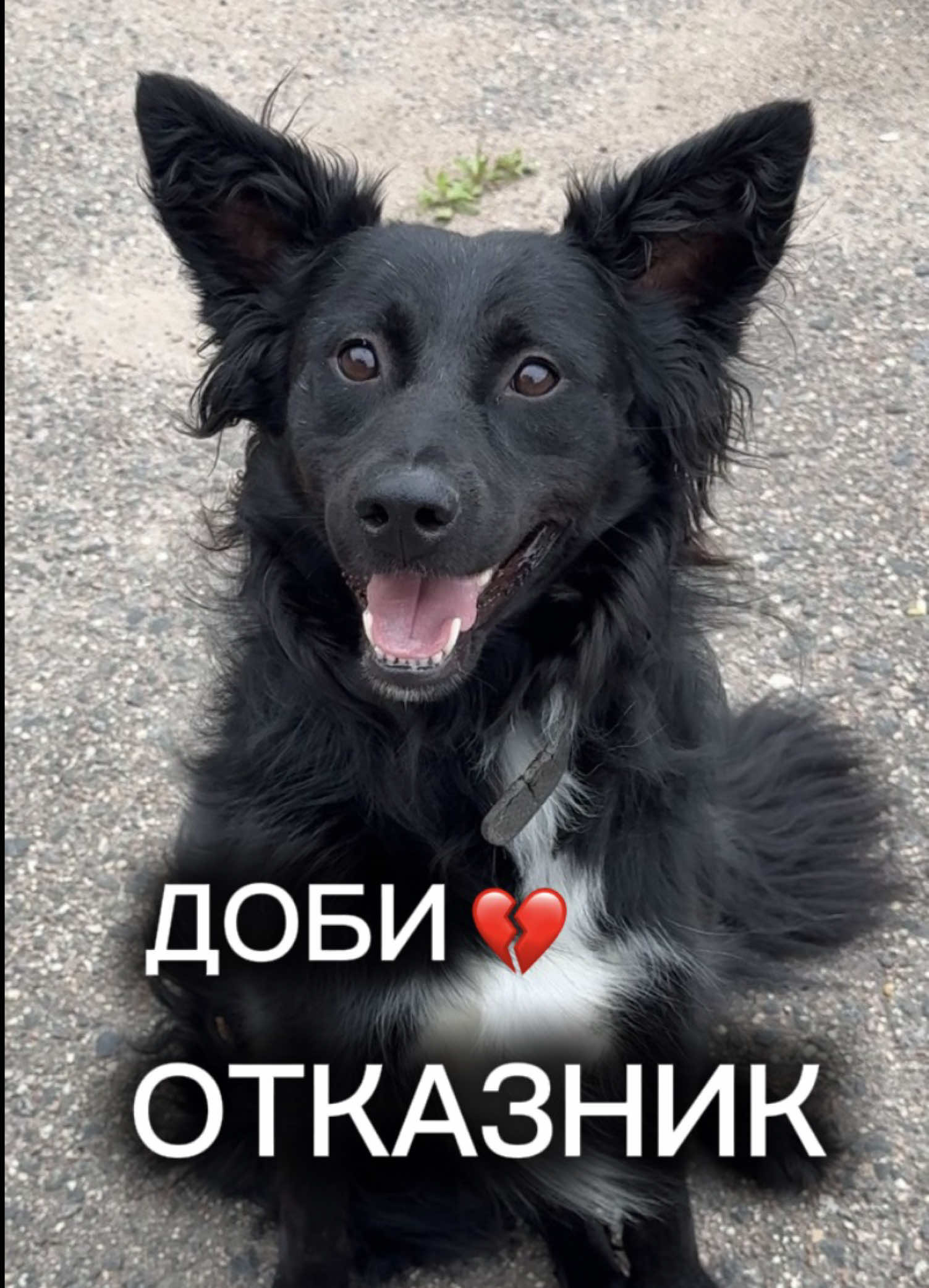 @help_animals_belarus
