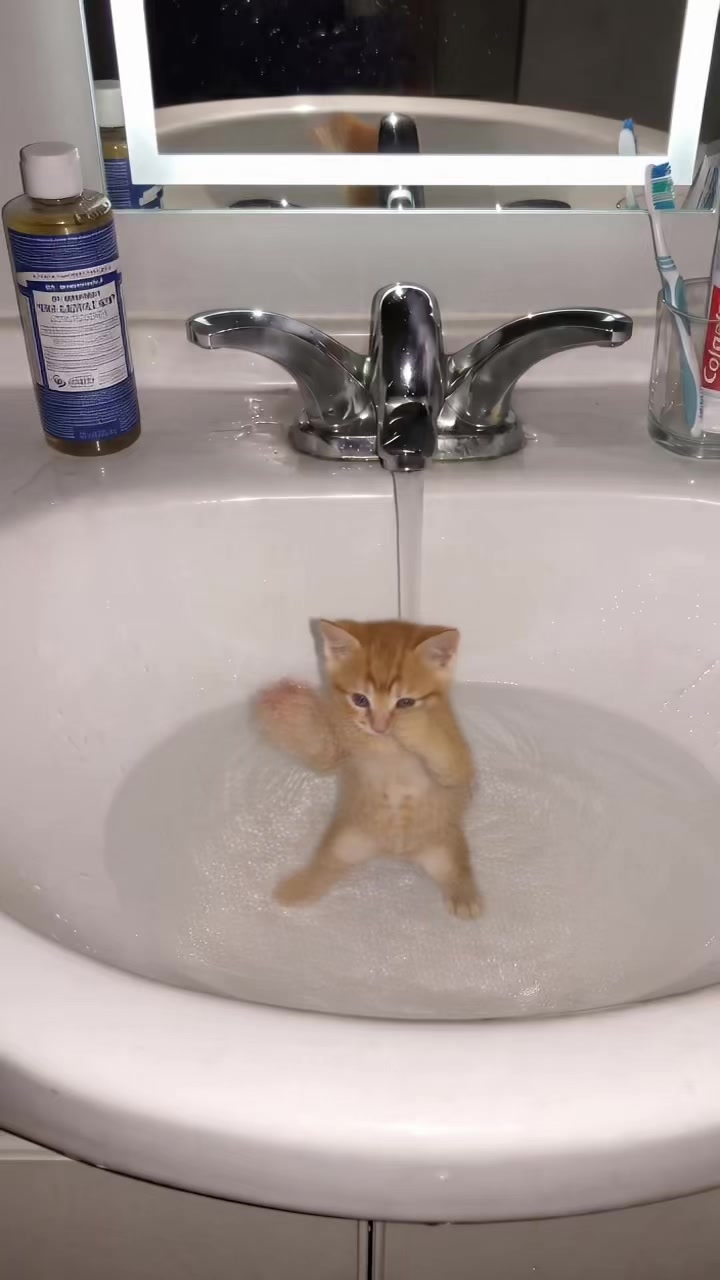 @catfluencers
