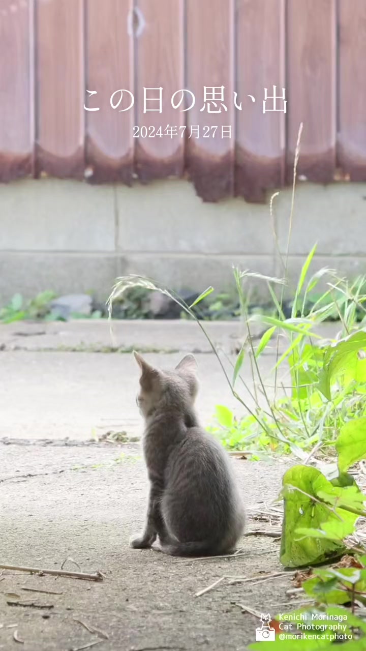 @猫写真家 森永健一