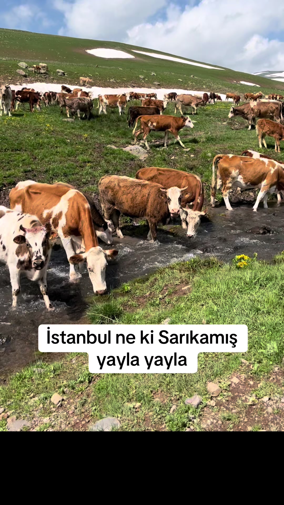 @Şarküteri