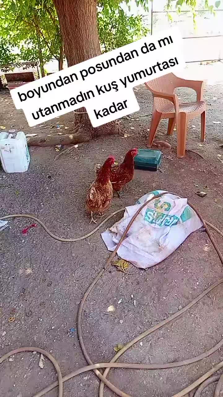 @Salim oruz bicerci