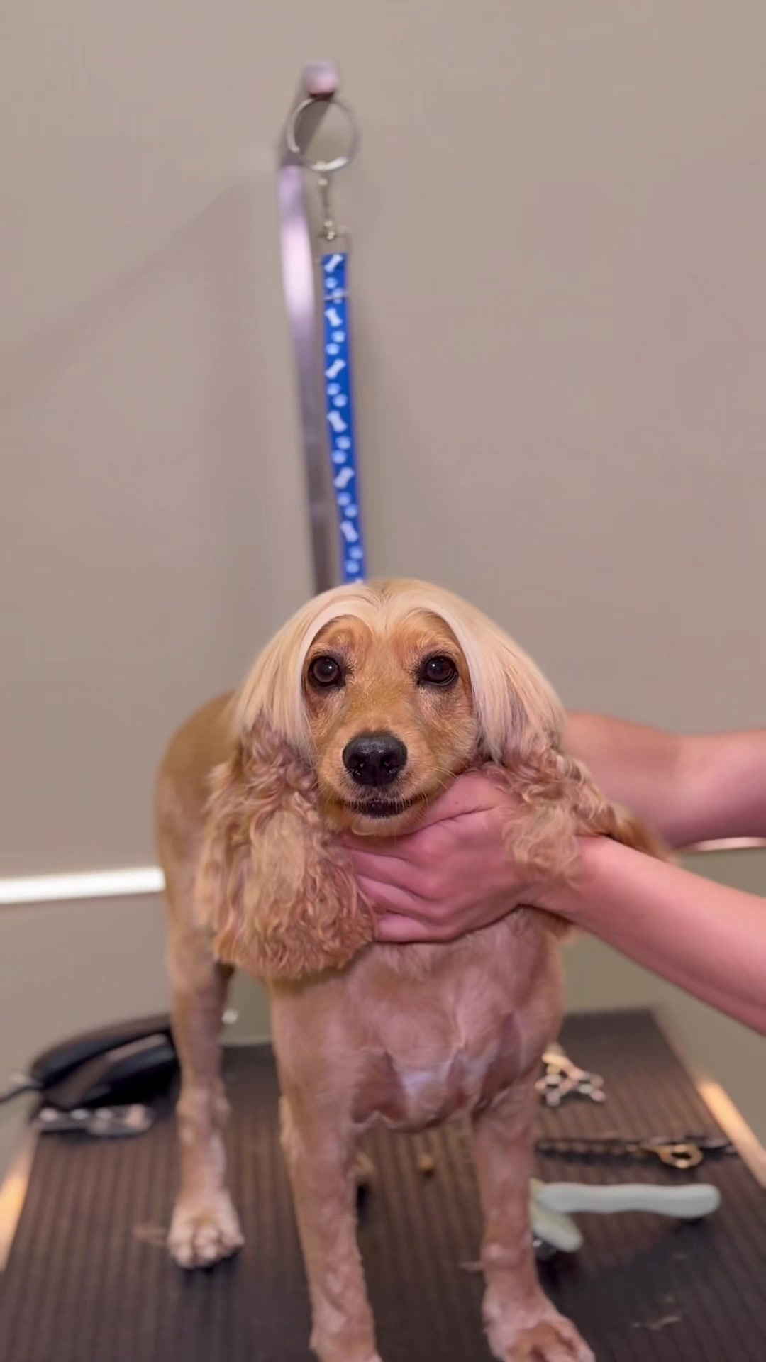 @PetGroomingExpert.md