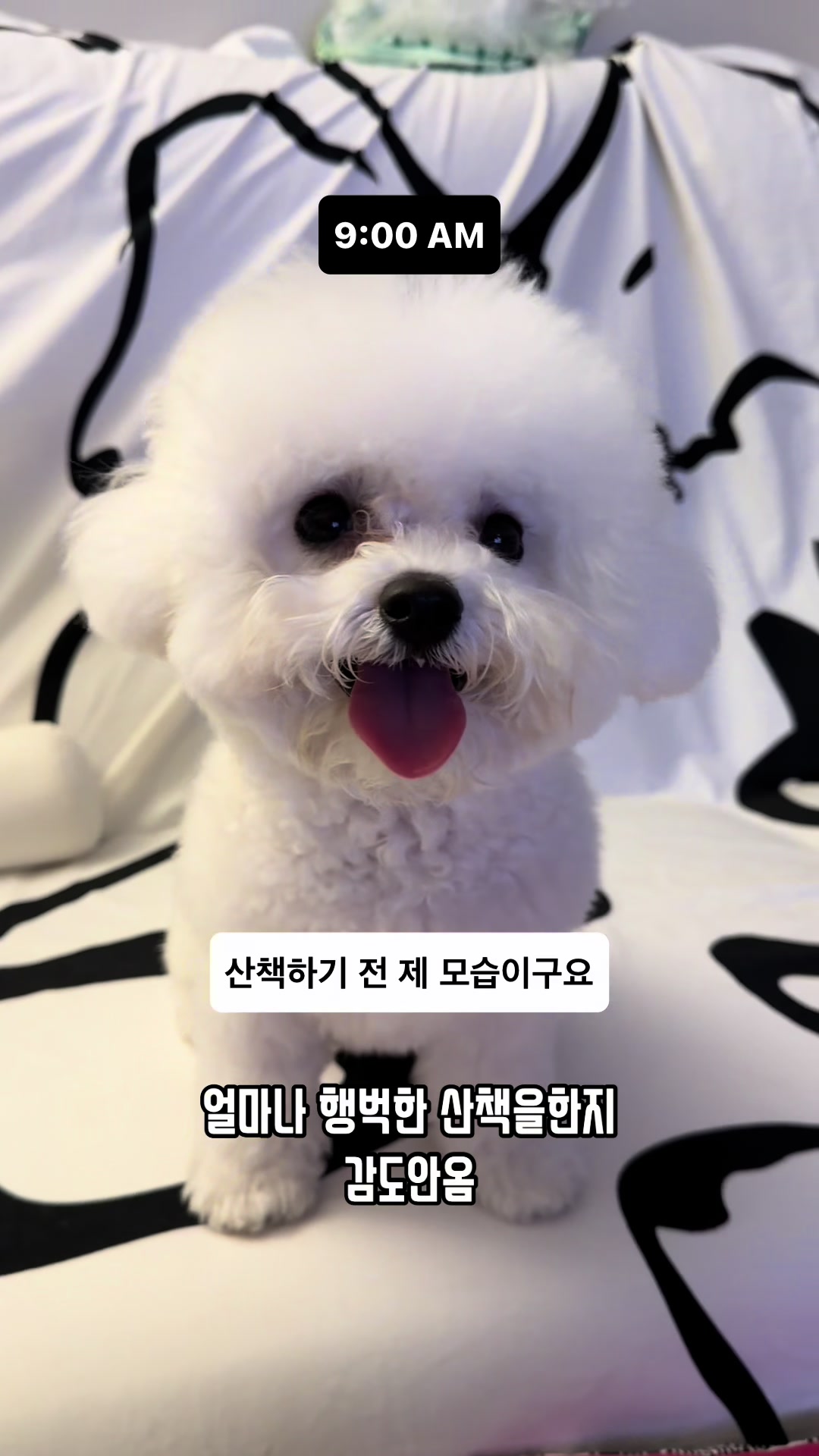 @jeju_kiki