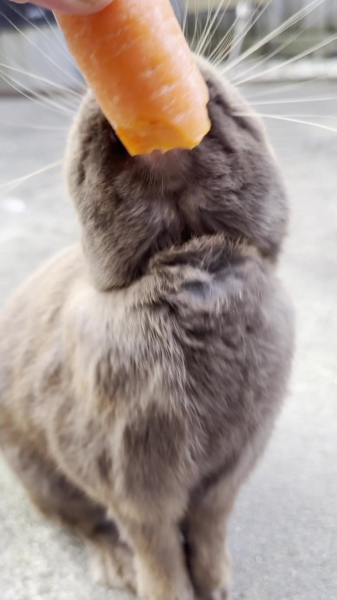 @Chocolate and Cheeto 🐶🐰