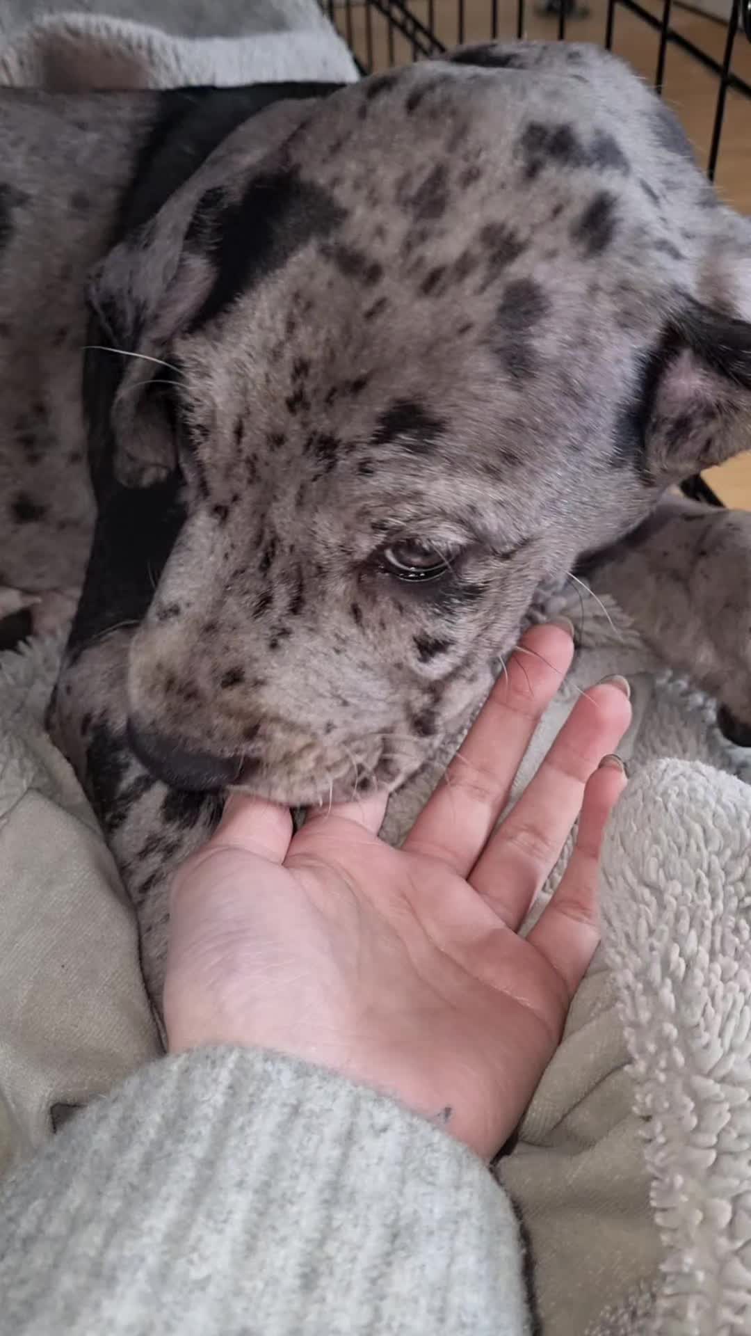 @Magnus the GREAT DANE