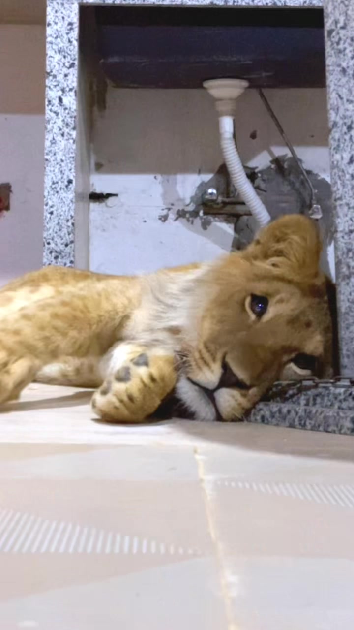 @مؤيد التركي 🐅🐆
