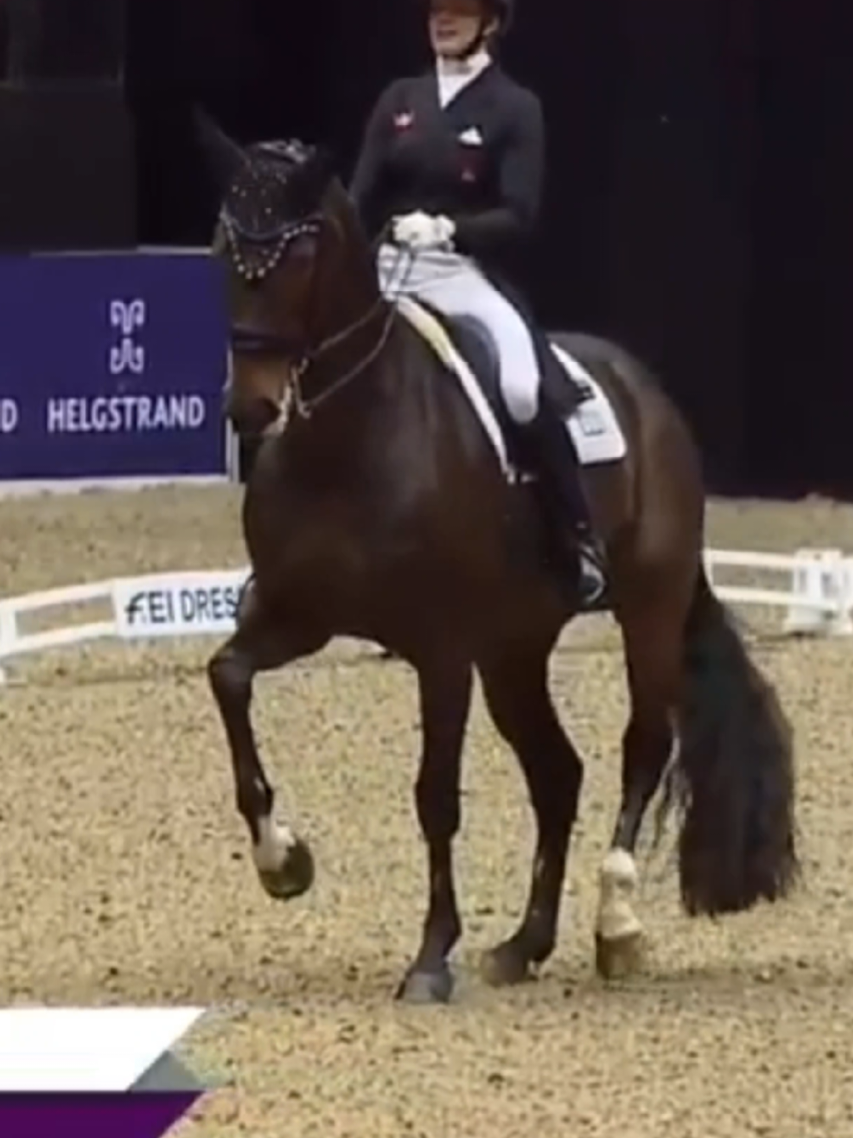 @DressageHub