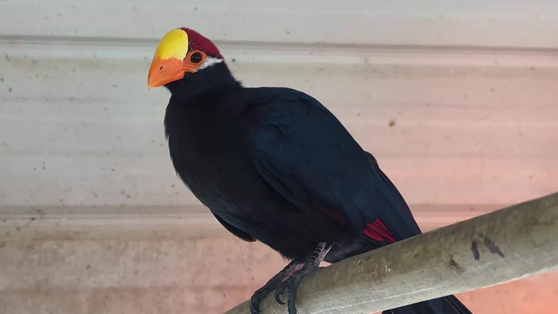 @Daybird Aviaries