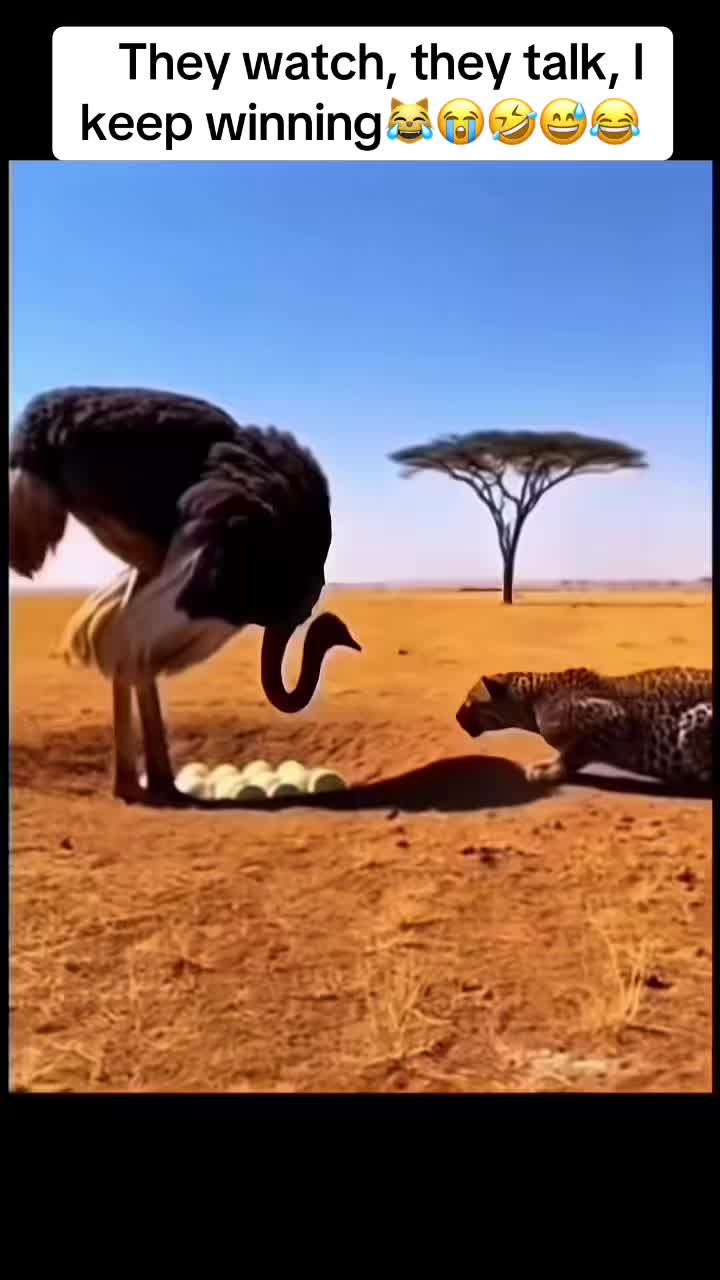 @Roi De la Jungle