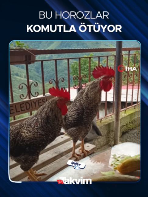 @Takvim
