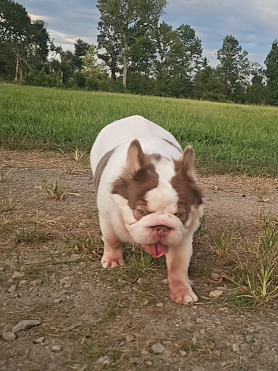 @Diamond State French Bulldogs