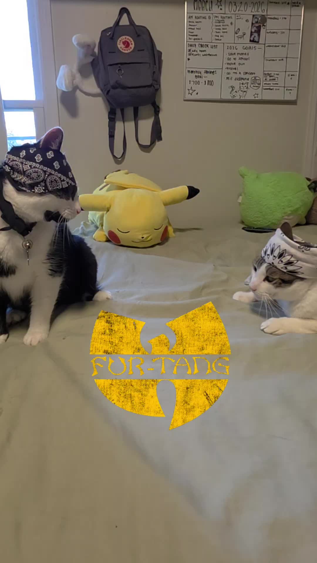 @THUGxedo Cat
