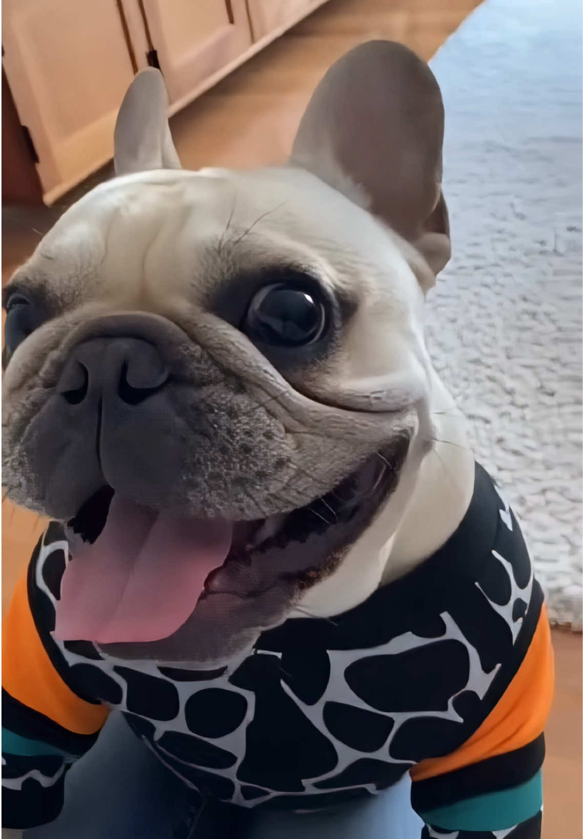 @Frenchie Daily