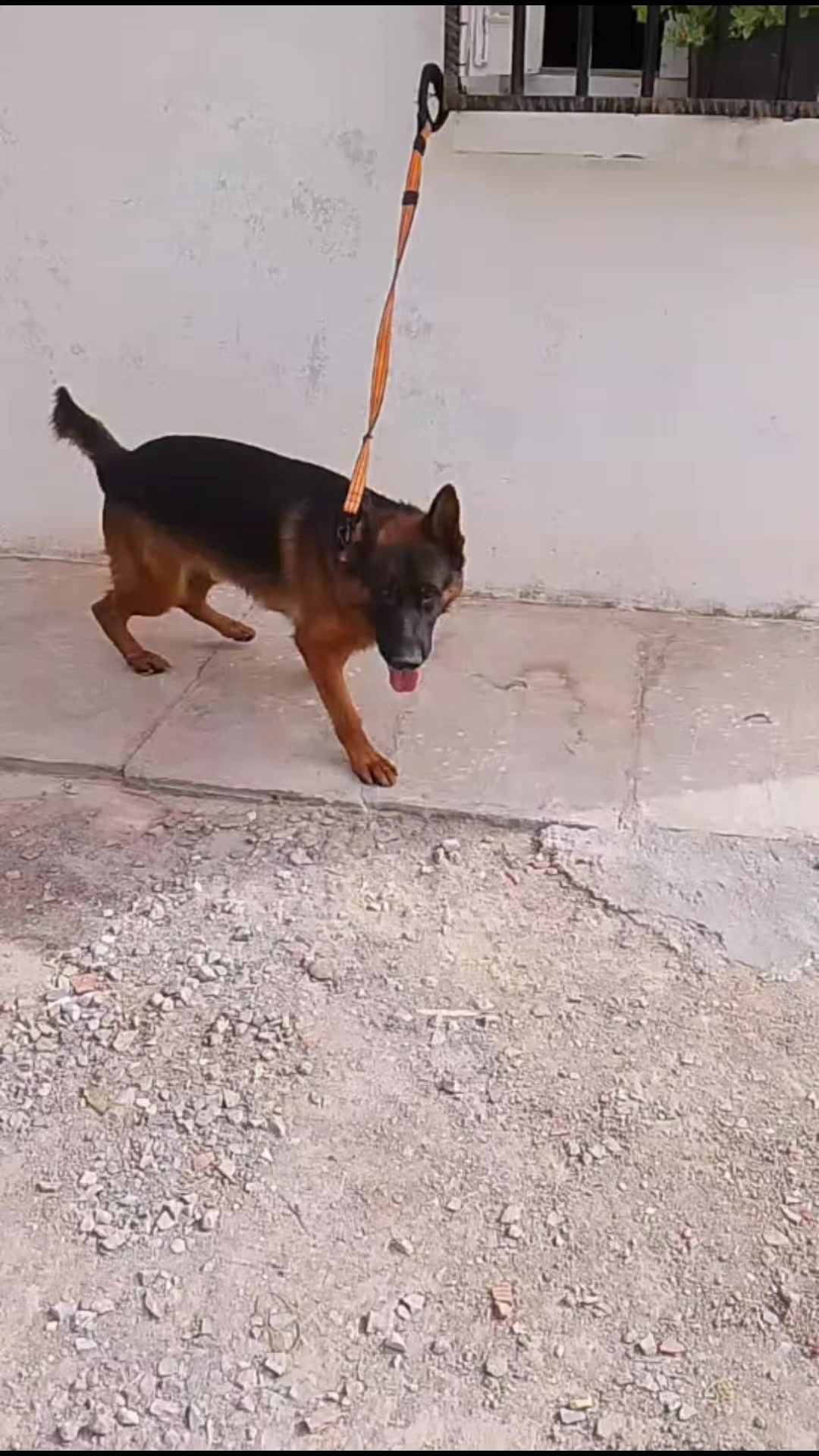 @صقر