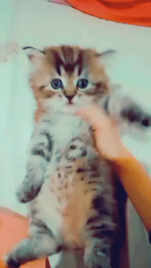 @wسsy خان ❤️😍