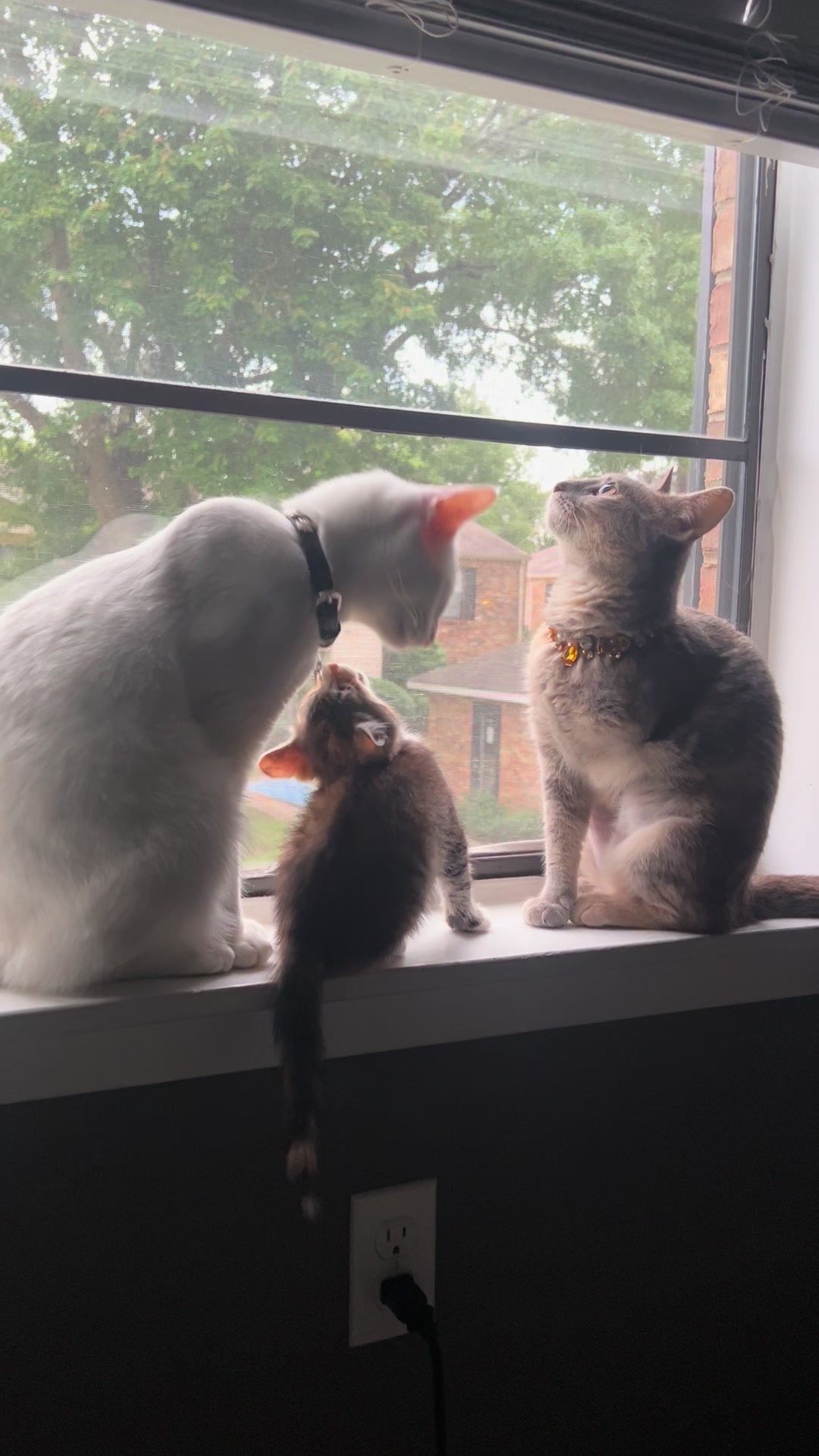 @Houseofpets