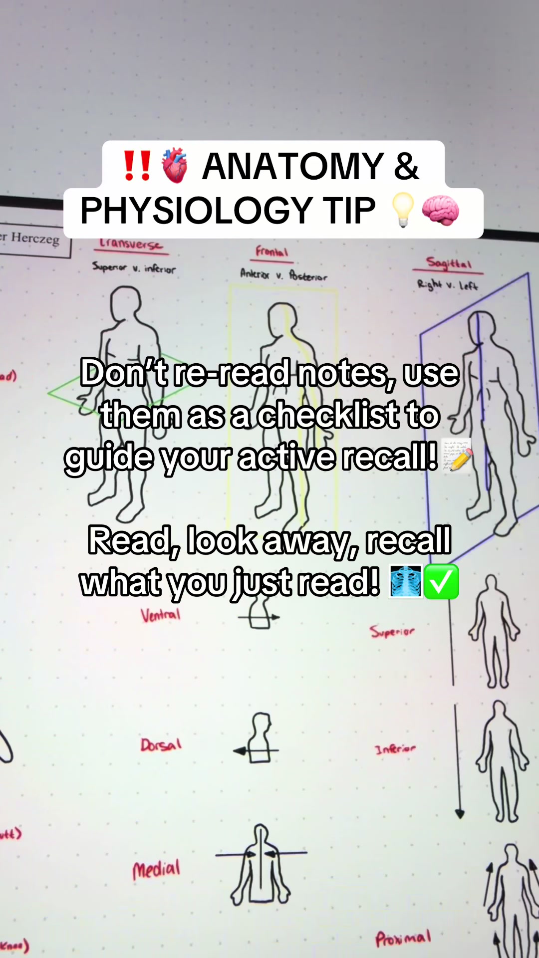 @Ollie | Anatomy & Physiology