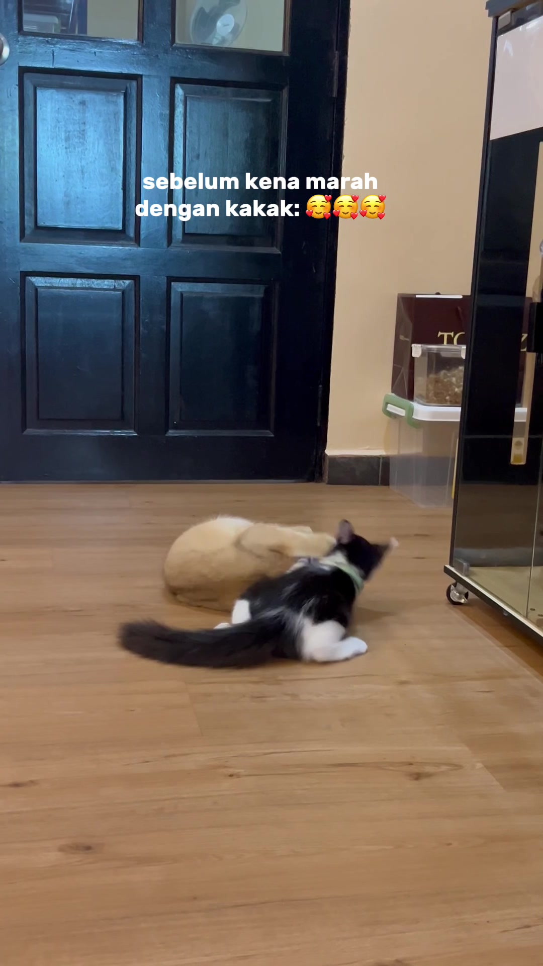 @Anya Pet Shop