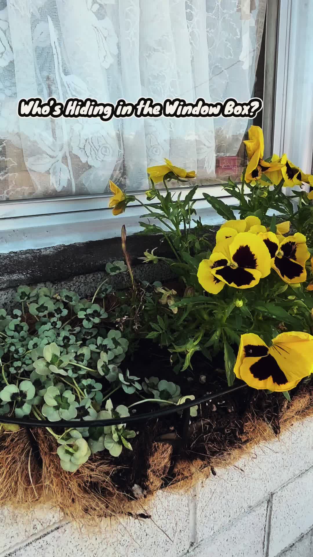 @botanicbane
