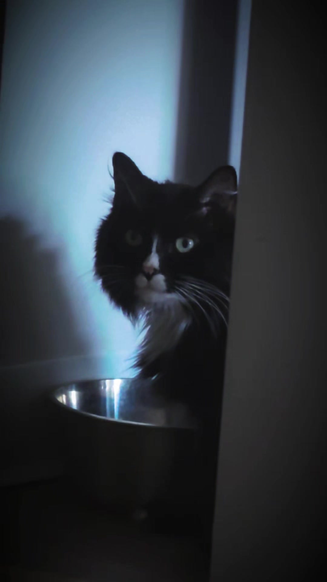 @AtticaTheTuxedoCat