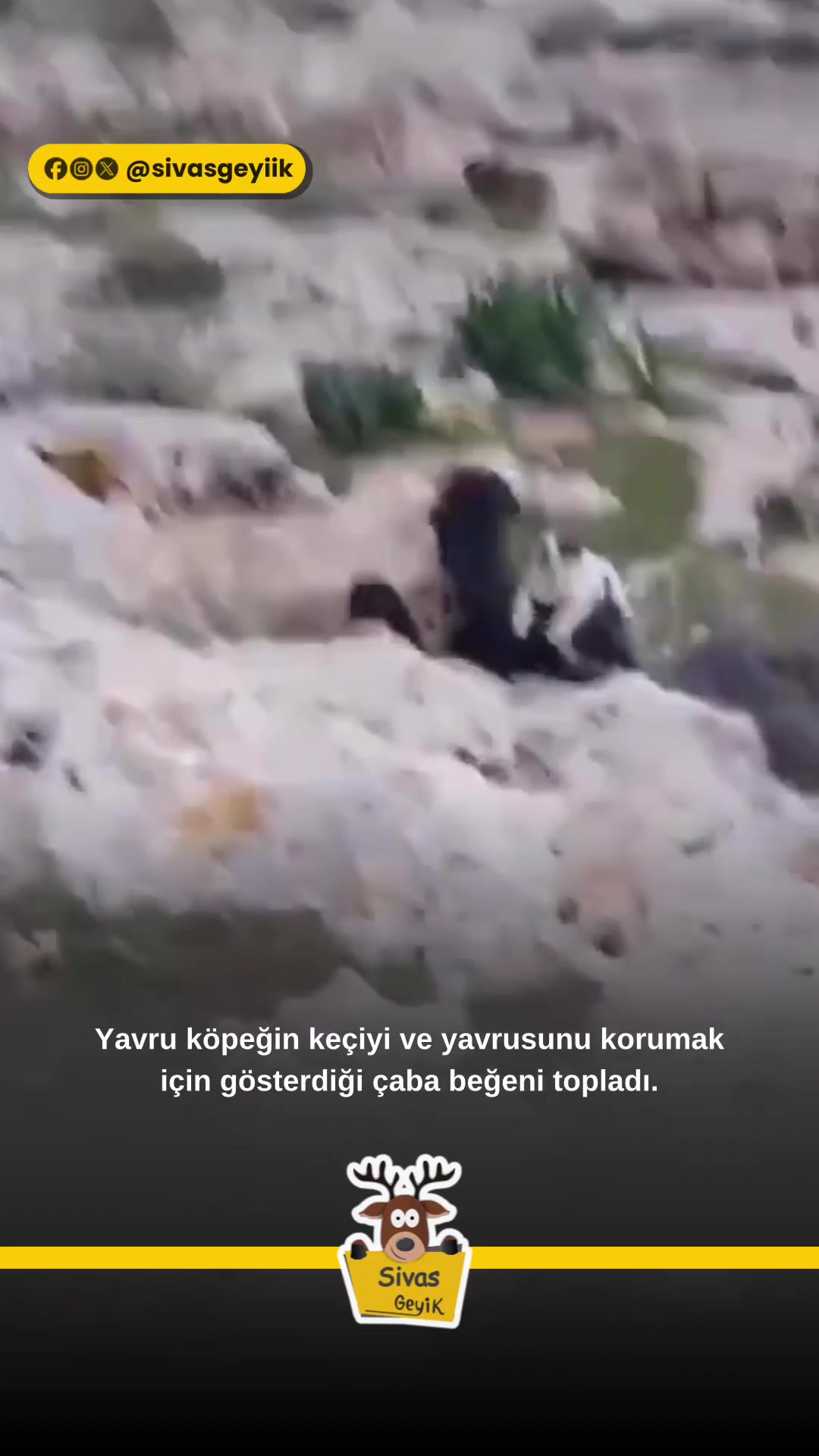 @Muğla Geyik
