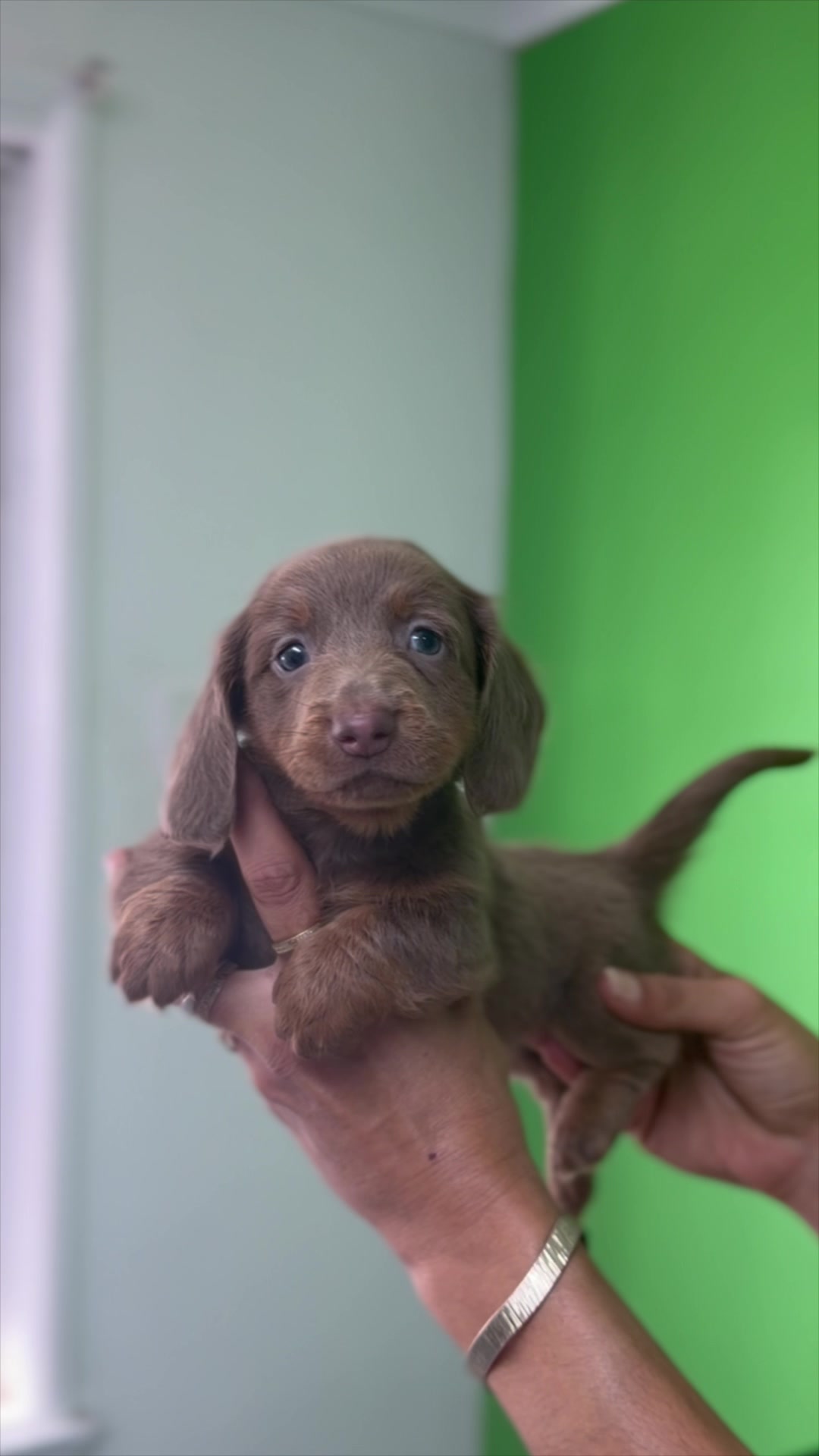 @Vets for Pets