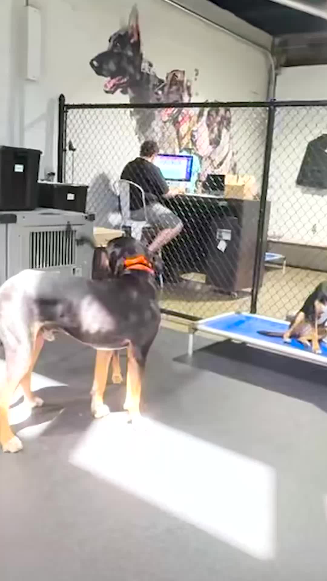 @Miracle K9 Training