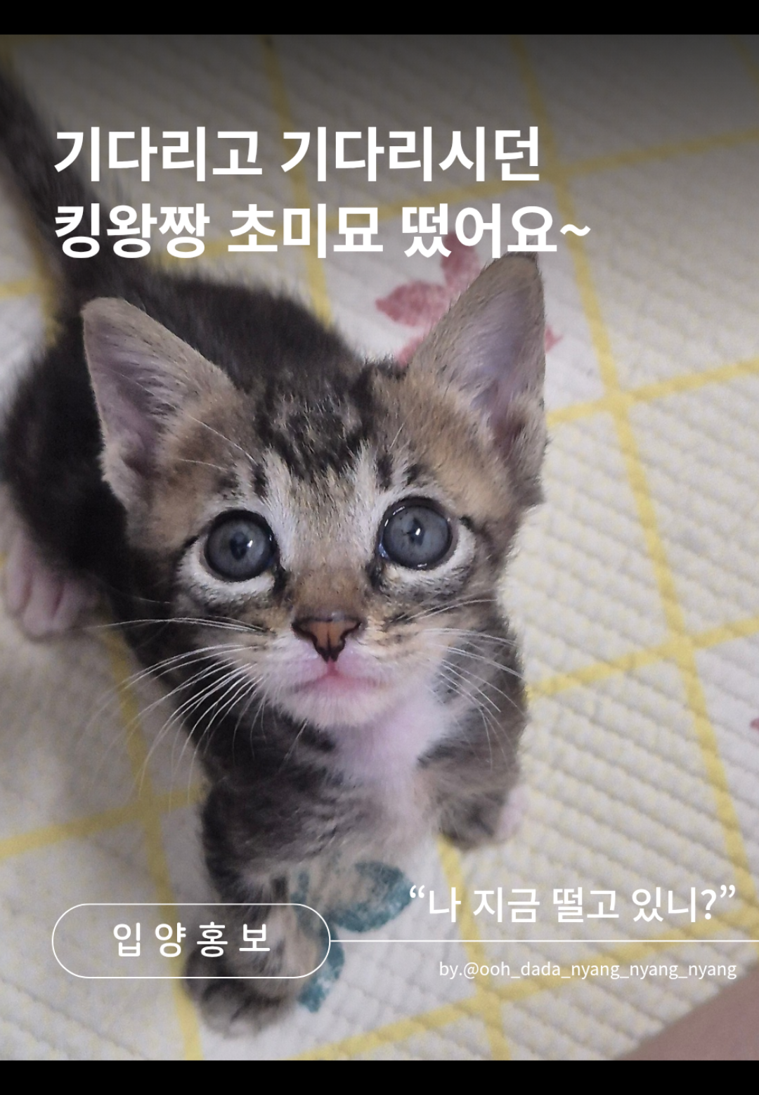 @우다다냥냥냥