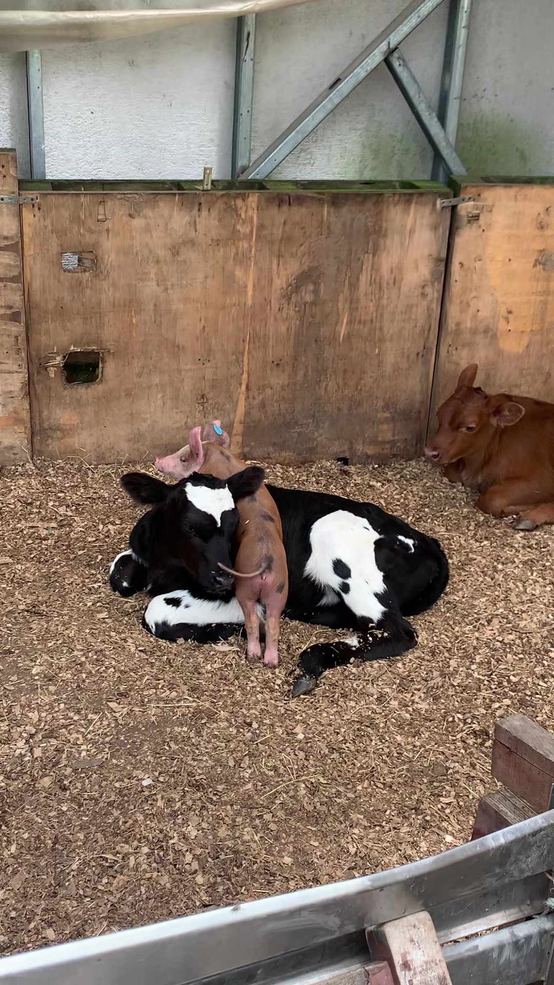 @Juan Rodríguez 🐄