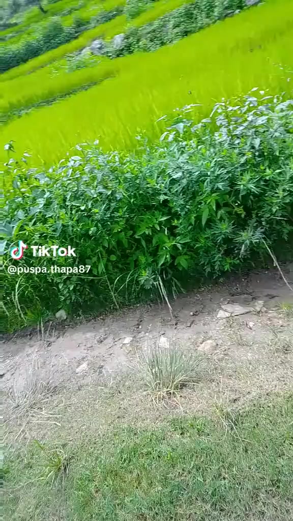 @Meena Meena