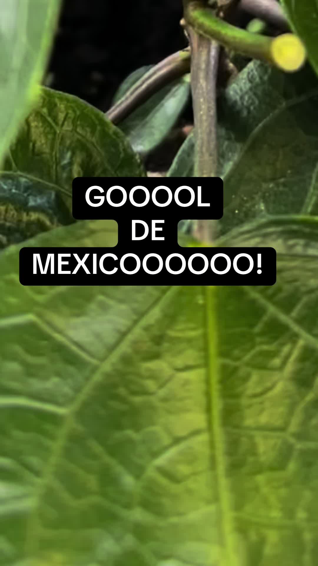 @Xenia