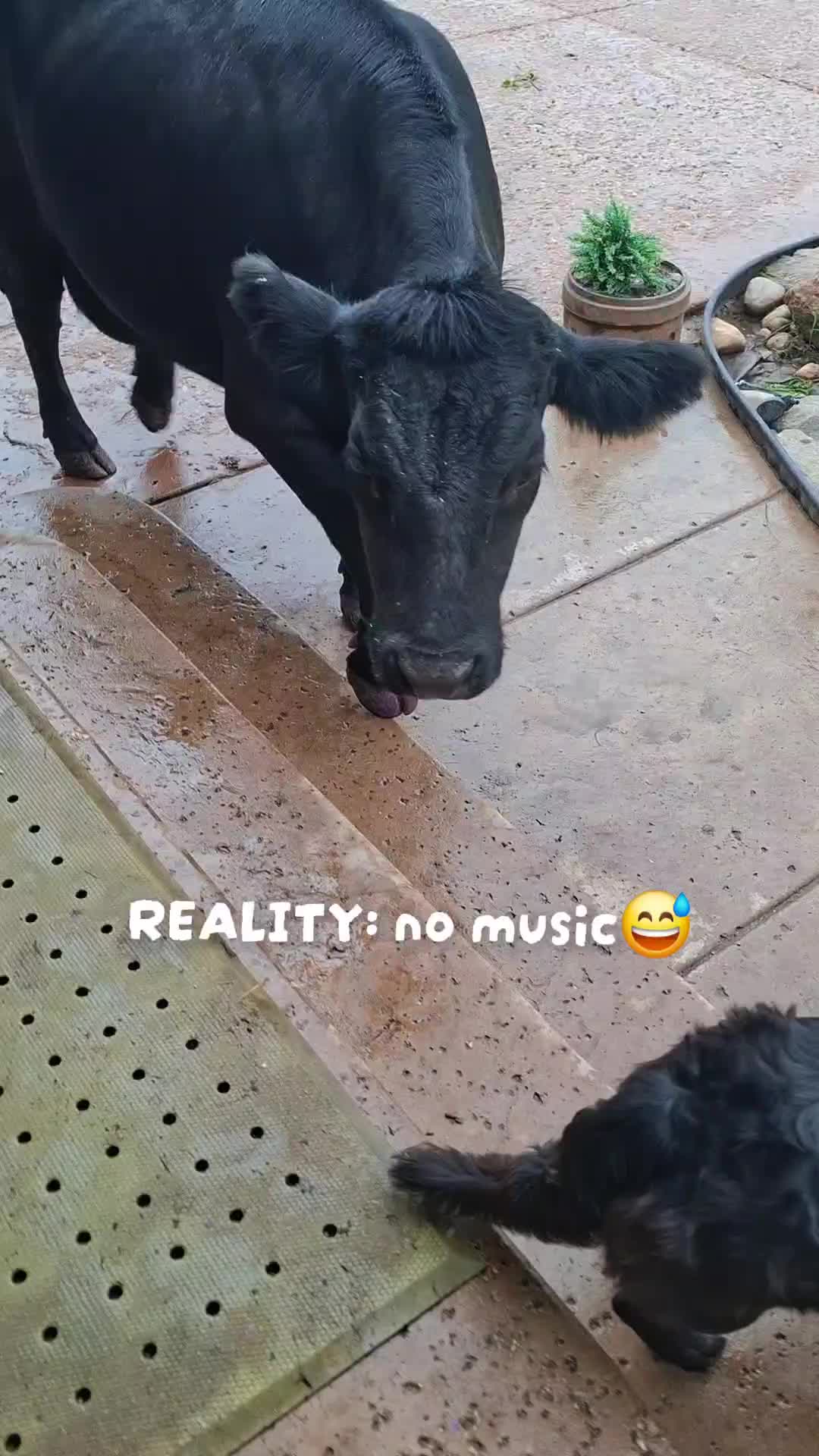 @Dakotafunnyfarm