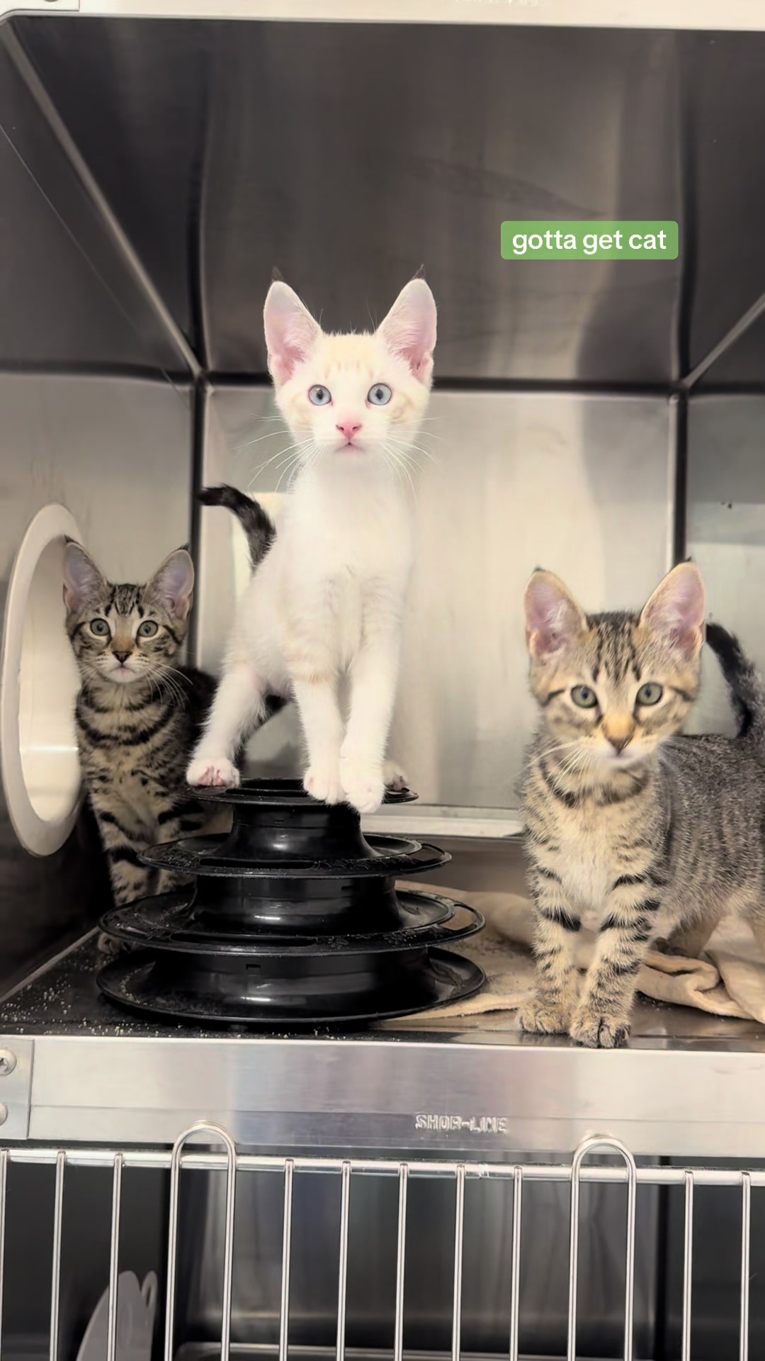@Friends of Strays