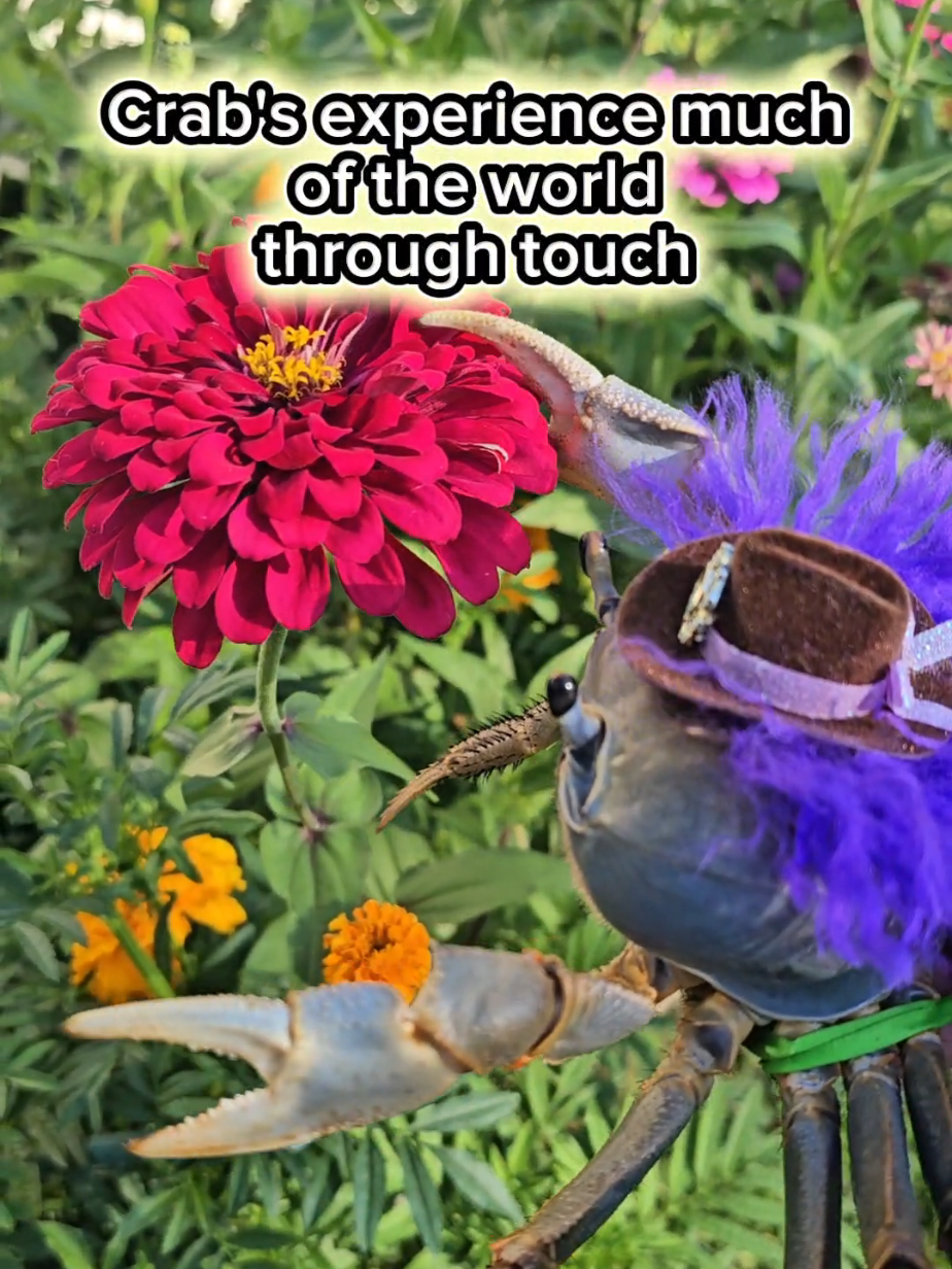 @Howie The Crab